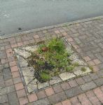 Higher Broughton In Bloom